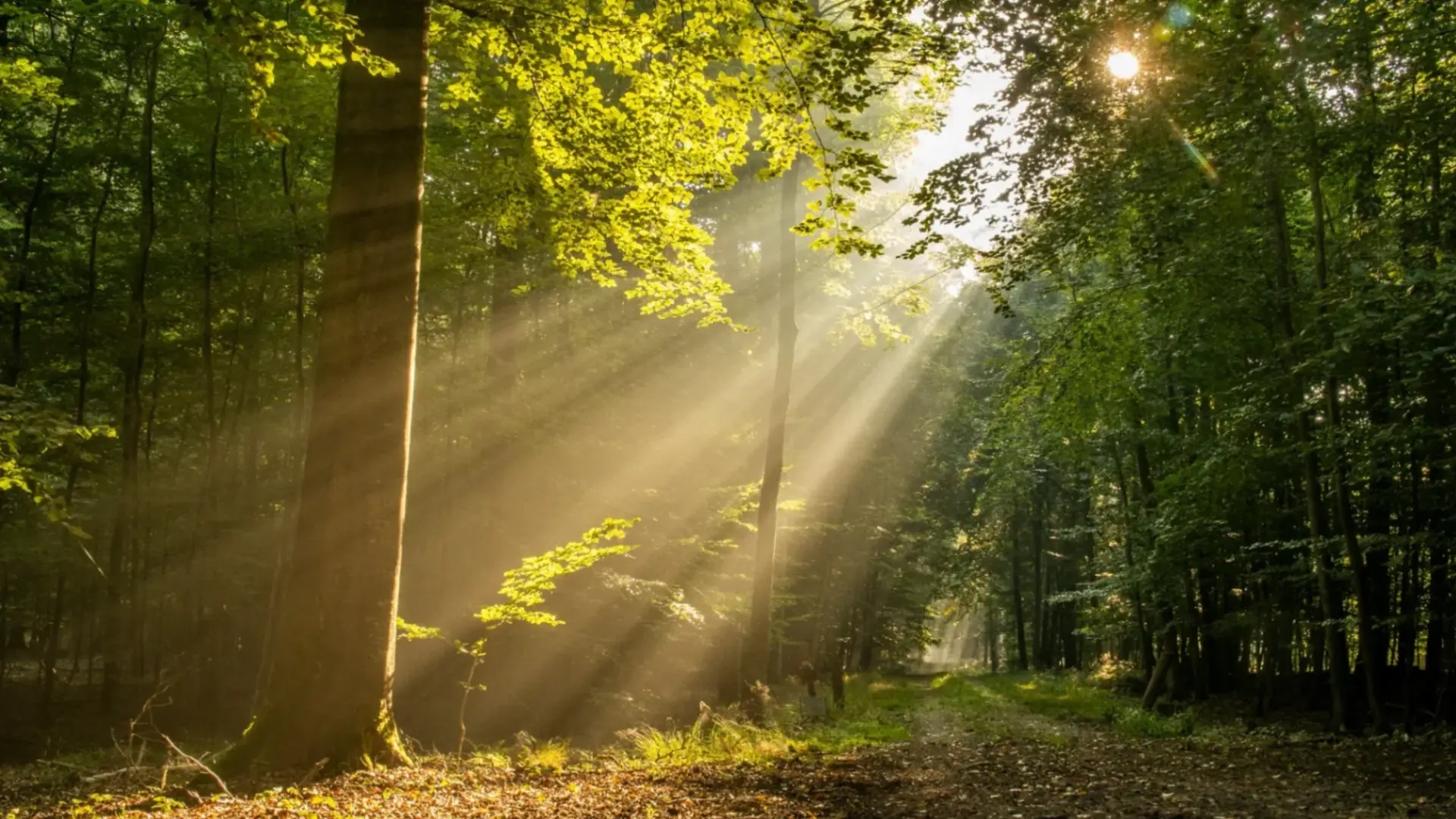Early morning sunlight