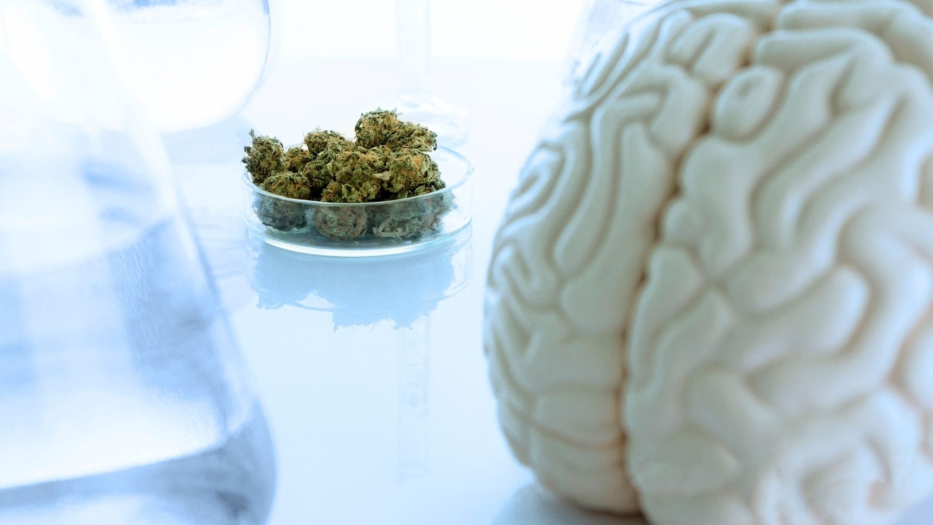 Cannabis brain