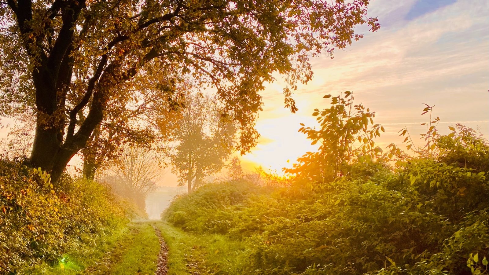 Morning sunlight walk