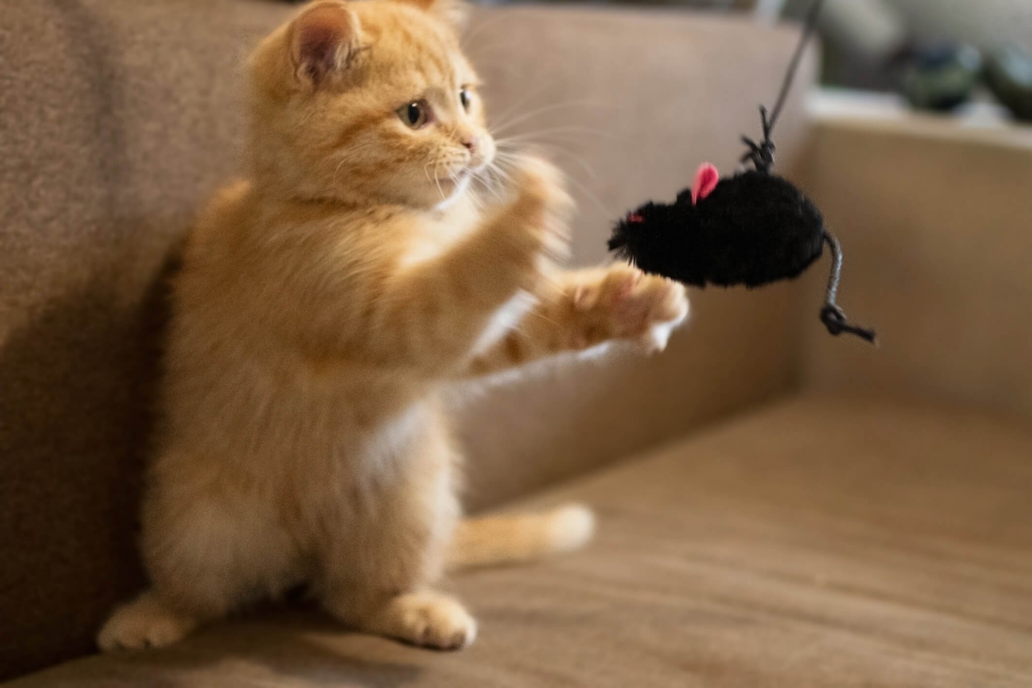 Cat playing toy