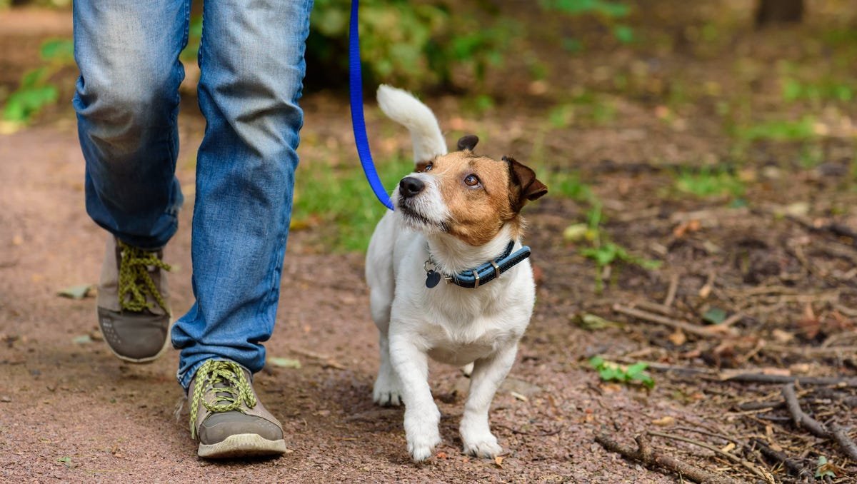 Curious dog