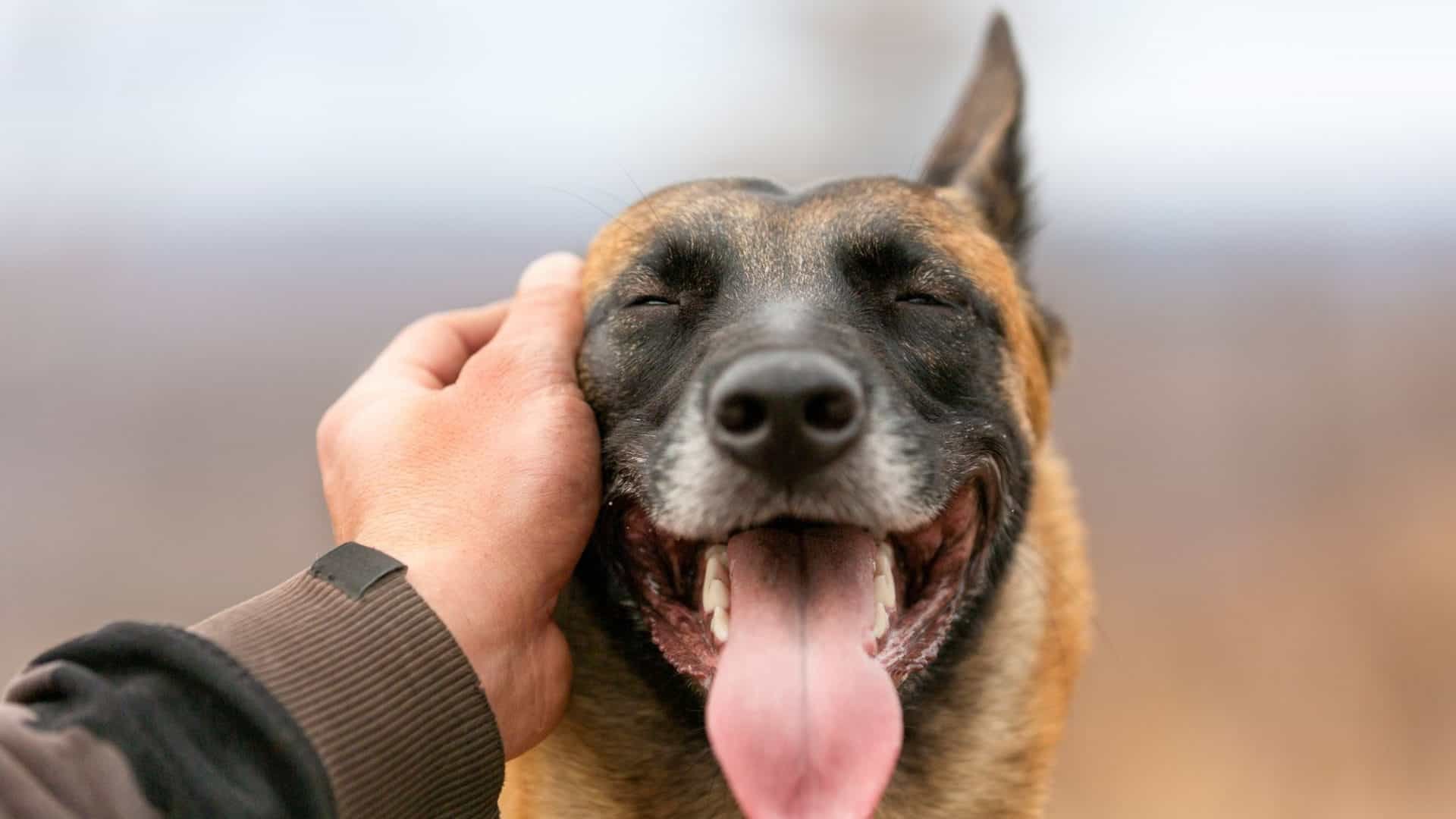 Person petting dog
