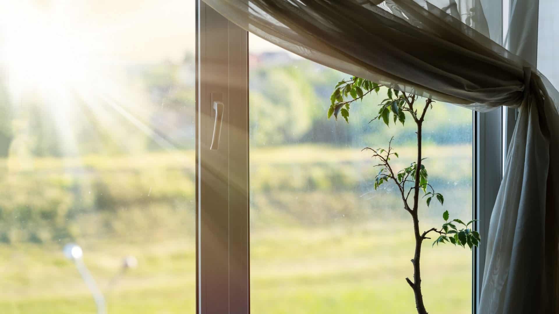 Peaceful morning window